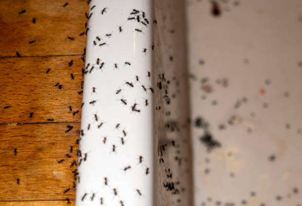 Best Insect Control  in Salina, OK