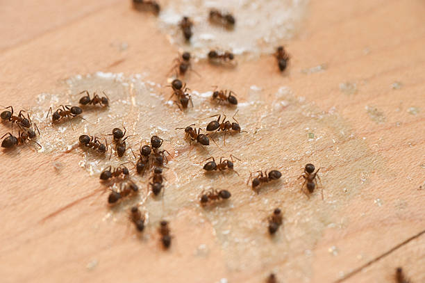 Best Wasp Removal Services  in Salina, OK